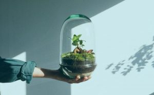 Portada_Descubre cómo Omotesandō Plants gestiona sus almacenes con Tryton